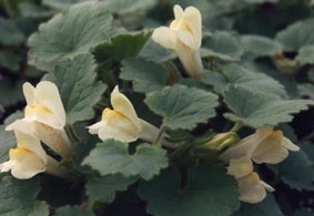 Asarina procumbens